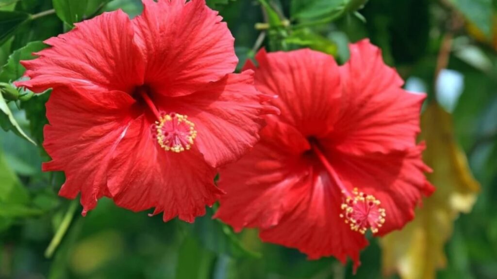 इस फूल से बनाएं नेचुरल फेस पैक… डल स्किन भी करेगी ग्लो, जानिए फायदे