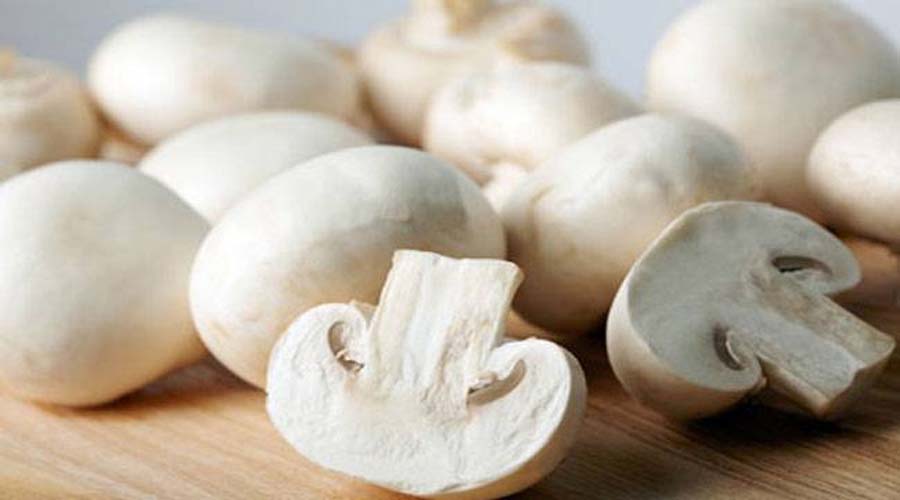 क्या मशरूम की खेती से किसान बन रहे हैं मालामाल? जानिए कमाई और खेती का पूरा सच Mushroom Farming Tips